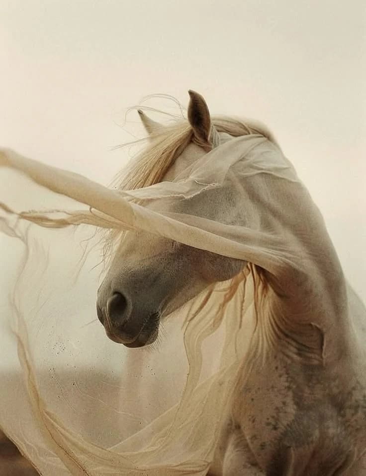 White horse